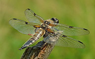 Four-spotted Chaser (Male, Libellula quadrimaculata)